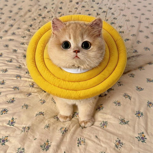 伊丽莎白圈猫绝育项圈防舔猫咪脖圈术后可调节软圈加厚加宽金渐层