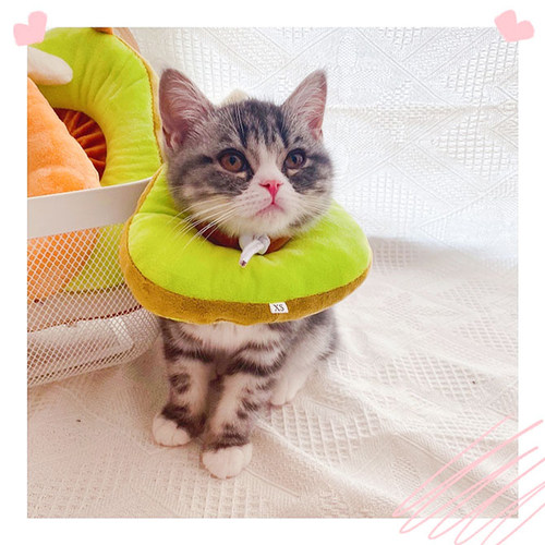 猫咪伊丽莎白圈猫不影响可吃饭幼猫小猫猫用软可爱牛油果绝育项圈