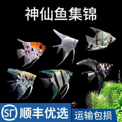 热带鱼神仙鱼七彩活鱼