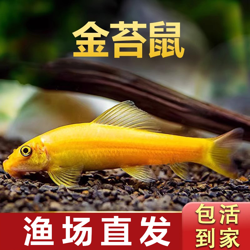 小型金苔鼠观赏鱼清道夫