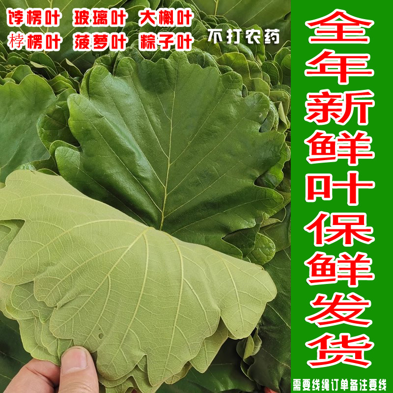 新鲜柞树叶子菠萝叶大号野生玻璃叶孛楞叶伯乐桲楞叶饼包槲叶粽叶
