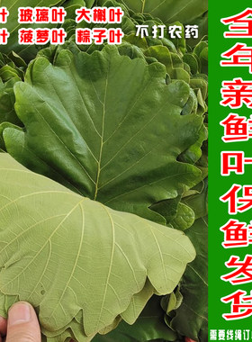 新鲜桲楞叶东北玻璃叶饼叶子槲叶