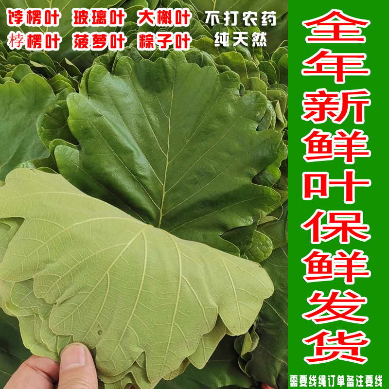 新鲜桲楞叶东北玻璃叶饼叶子槲叶