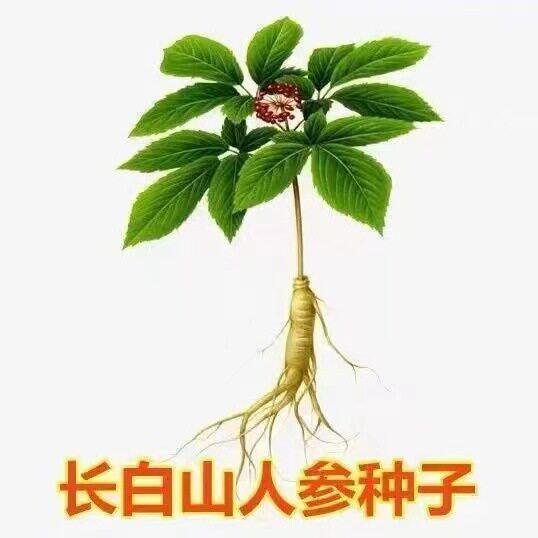 【下单立减30】人参种子长白山人参籽山参党参园参原装种子四季