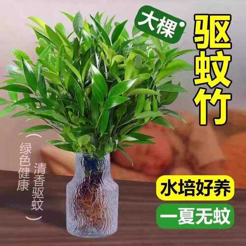 驱蚊竹水培祛蚊竹柏植物室内外蚊子克星水养绿植花卉盆栽办公桌-F