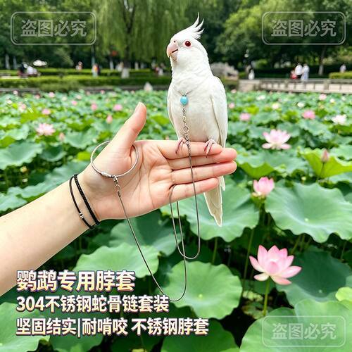 金太阳小太阳和尚鹦鹉栓鸟链不锈钢蛇骨链八哥玄凤脖套站架链环Q