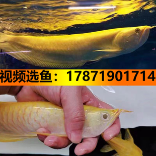 黄化银龙鱼红眼黄化白子银龙鱼大型观赏鱼热带鱼鲨鱼嘴龙鱼淡水鱼