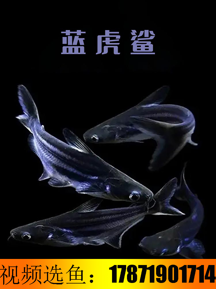 淡水鲨鱼小蓝鲨白化鲨蓝虎鲨观赏鱼热带鱼银龙配鱼宠物观赏鱼活体