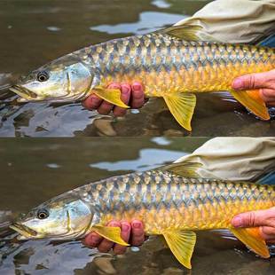 喜马拉雅皇室金吉罗鱼大型冷水鱼观赏活体黄鳍结鱼蓝吉罗红吉罗鱼