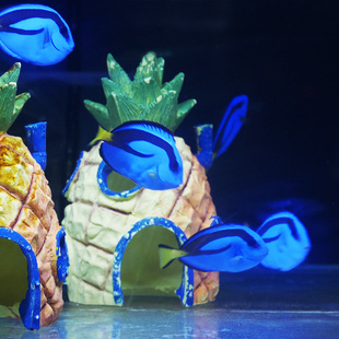 蓝吊粉蓝七彩吊蓝海水鱼天狗吊海水观赏鱼金毛观赏鱼活体小丑鱼