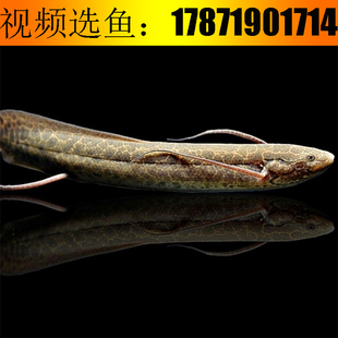 非洲肺鱼活体淡水热带鱼大型古代鱼维多利亚肺鱼观赏鱼维肺大王肺