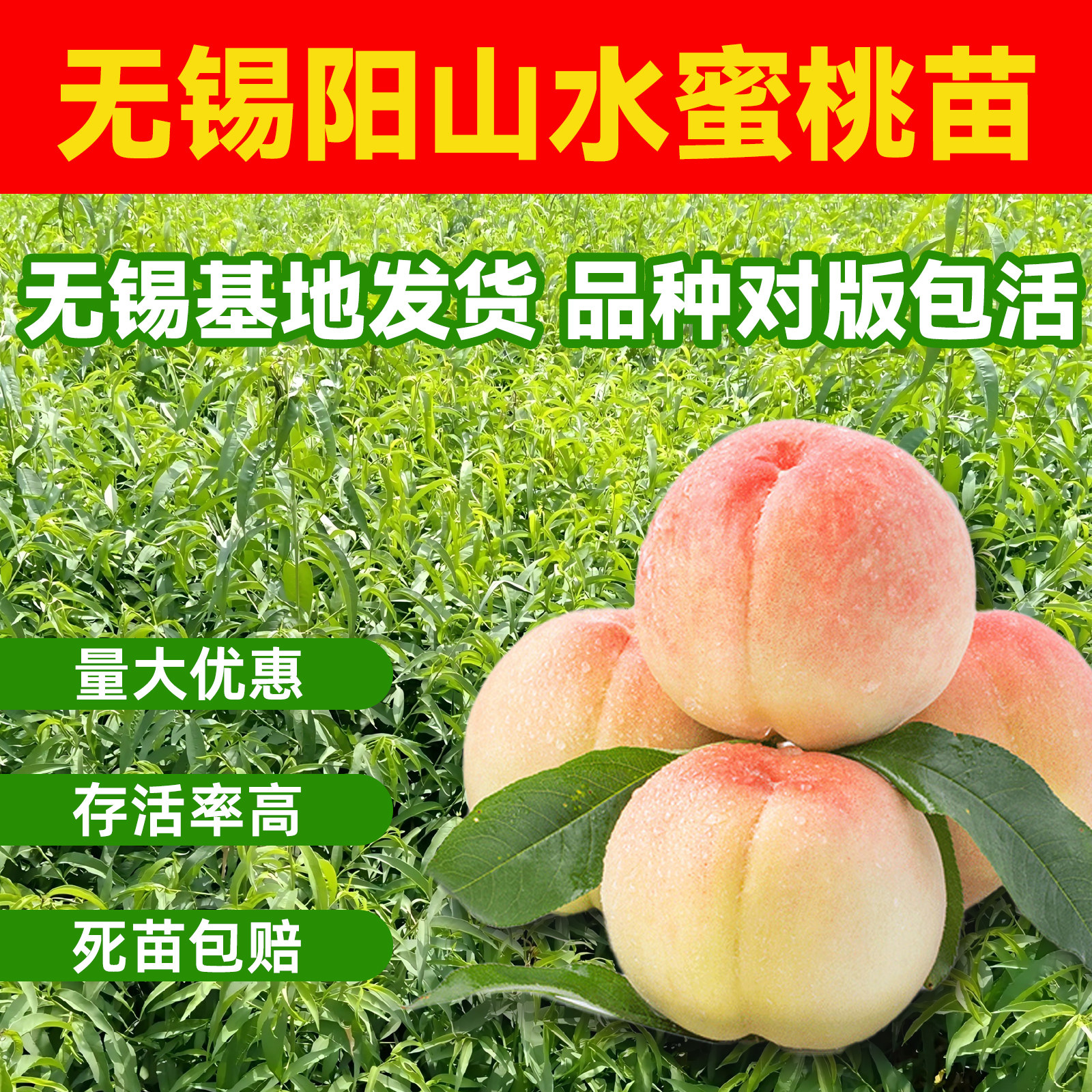 正宗无锡水蜜桃苗嫁接苗水蜜桃树2年生嫁果苗南方地栽盆栽包活,水产肉类/新鲜蔬果/熟食,桃,淘宝优惠券,粉丝福利购,淘宝优惠卷