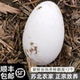苏北鹅蛋农家散养新鲜五谷放养鹅蛋新鲜土鹅蛋辅食