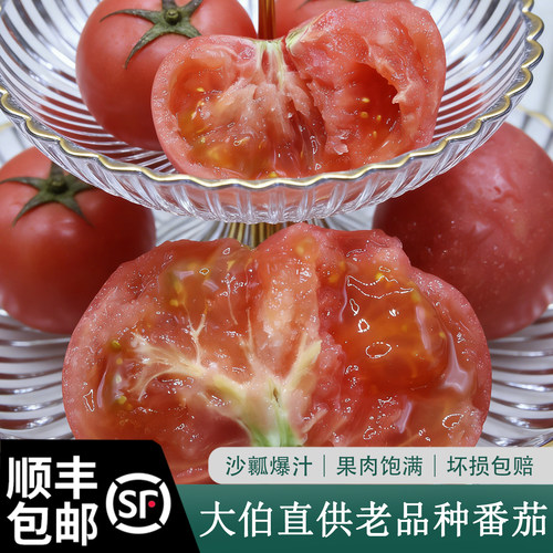 水果新鲜现摘番茄农家肥生长