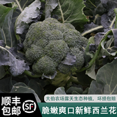 顺丰 包邮 农家自种现摘西兰花新鲜绿花菜青花菜绿花椰菜青花菜