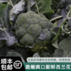 顺丰 农家自种现摘西兰花新鲜绿花菜青花菜绿花椰菜青花菜 包邮