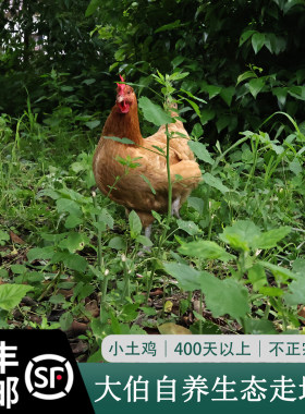 大伯农场散养草鸡老母鸡慢长