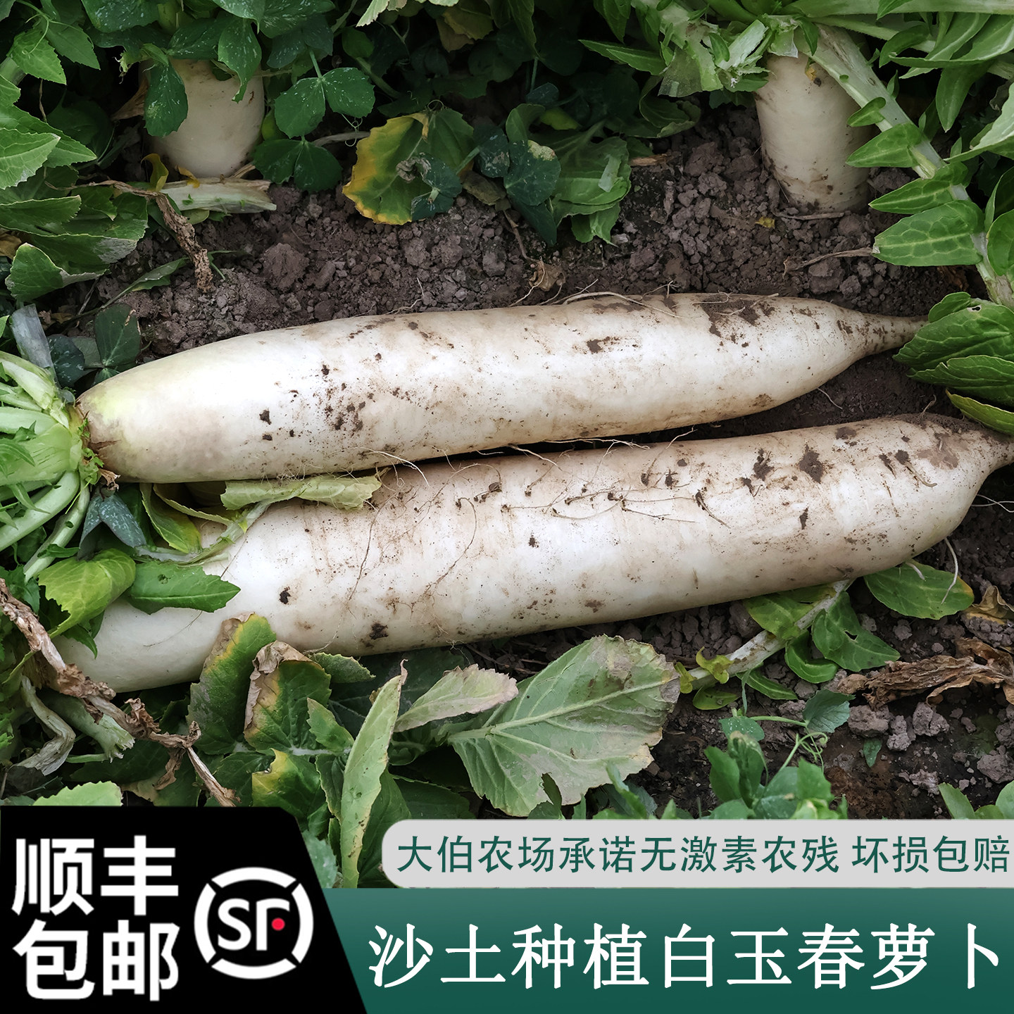 顺丰包邮苏北特产农家自种水果萝卜白萝卜新鲜生吃脆甜爽口