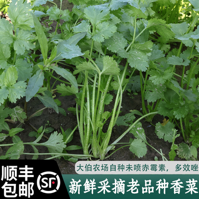 四季速生香菜籽农家庭院菜籽
