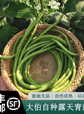 大伯农场自种自销豇豆新鲜