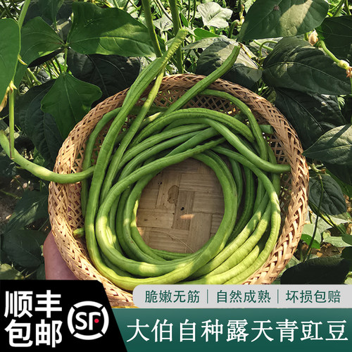大伯农场自种自销豇豆新鲜