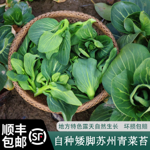 顺丰 直播间专属链接矮脚苏州青菜苔当天现摘现发嫩软糯 包邮