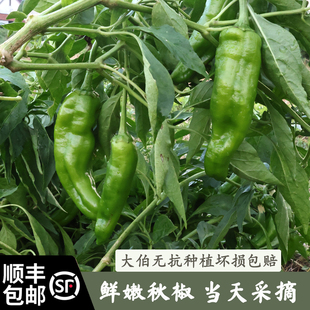 苏北特产辣椒农家自种青皮辣椒不辣微辣时令蔬菜当季 新鲜 包邮 顺丰