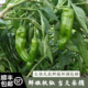 新鲜 苏北特产辣椒农家自种青皮辣椒不辣微辣时令蔬菜当季 顺丰 包邮