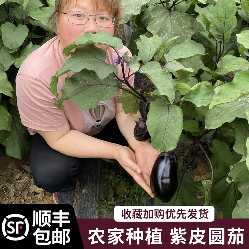 顺丰包邮苏北特产农家自种  茄子新鲜 老品种圆茄 紫皮茄子烧烤 水产肉类/新鲜蔬果/熟食 茄子 原图主图