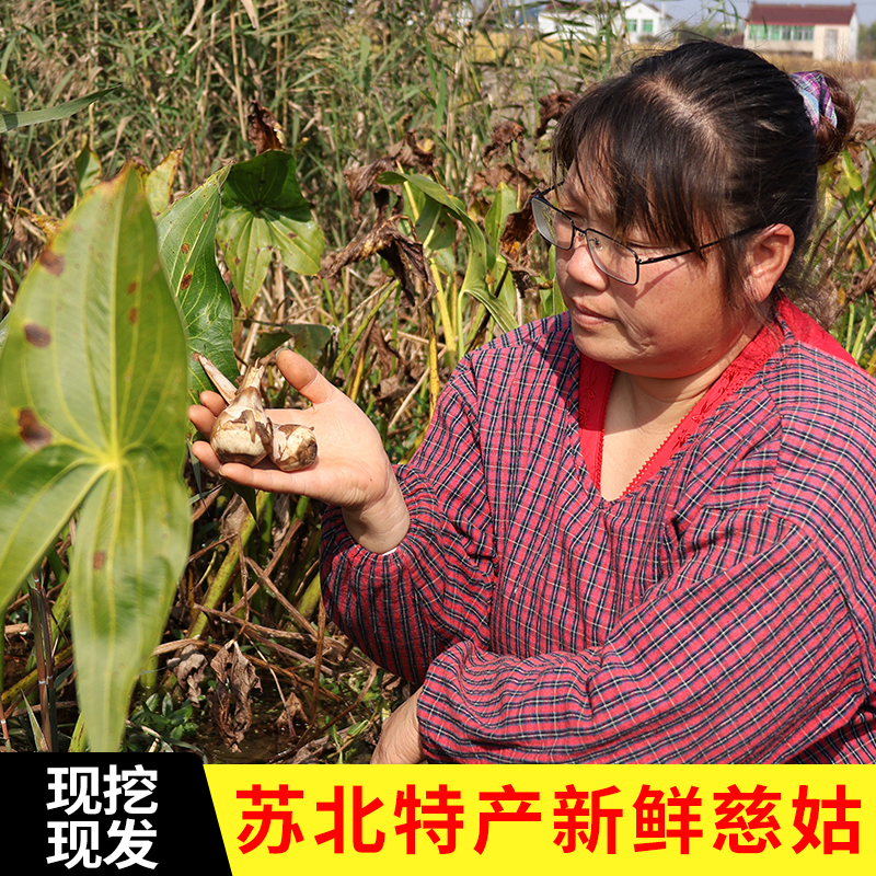 茨菇自然河流生长新鲜现挖现发