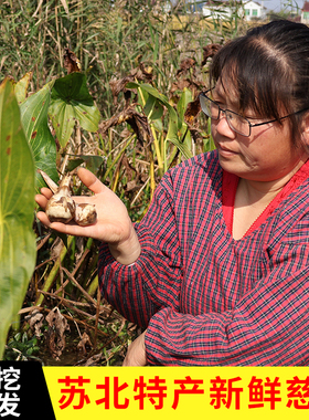 顺丰包邮苏北特产茨菇新鲜农家种植新鲜慈菇茨菰现挖现发时令蔬菜