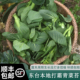 农家自种露天生长霜冻苏州青菜苔新鲜菜心蔬菜新鲜当季 顺丰 包邮