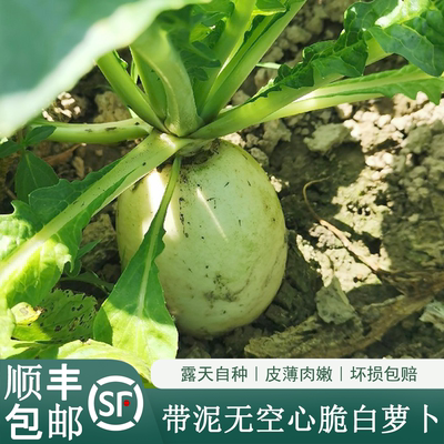 白萝卜农家肥露天生长