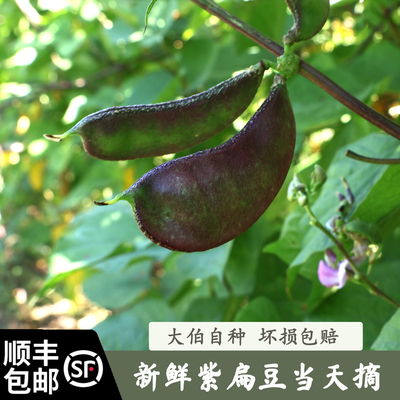 扁豆农家肥自然生长蔬菜
