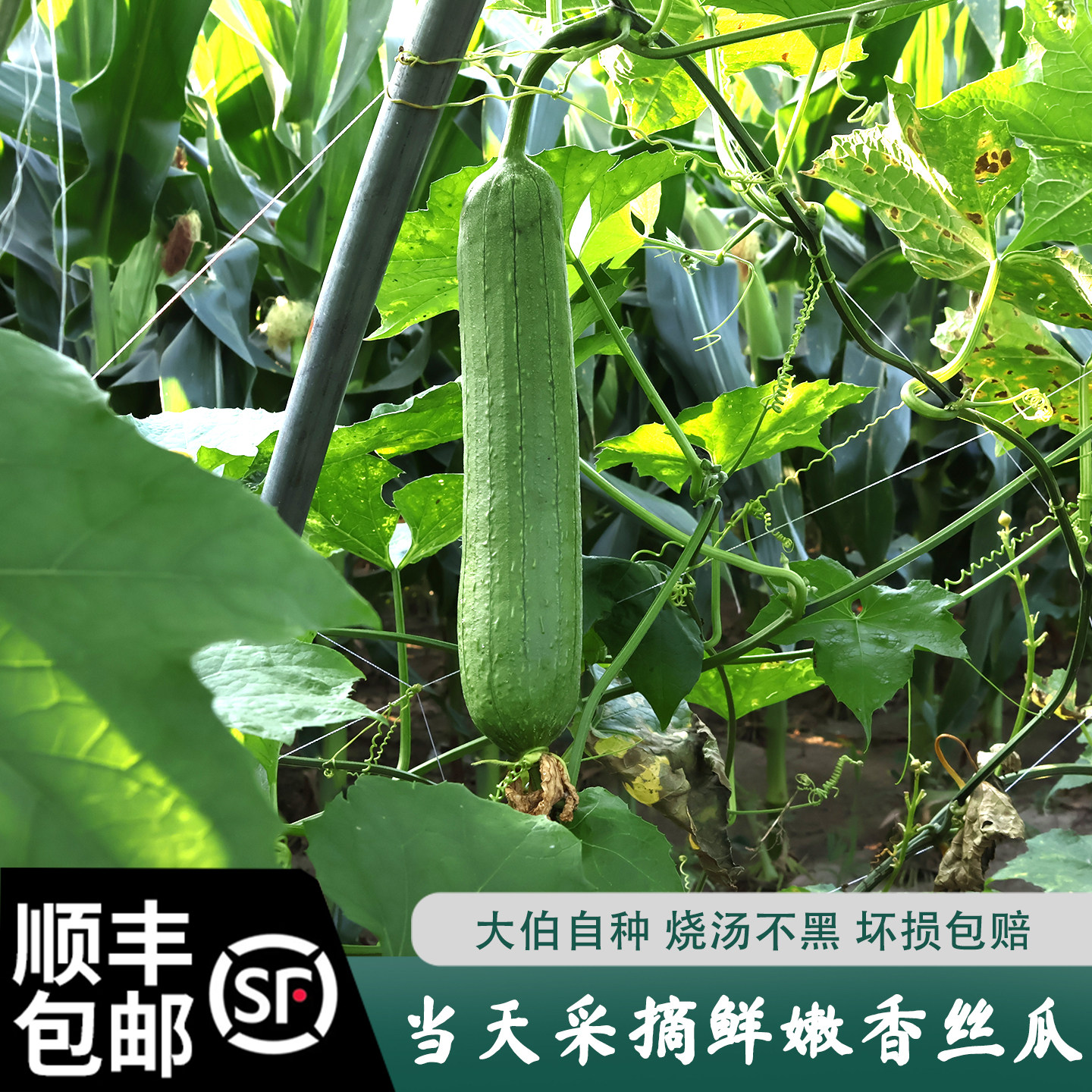 顺丰包邮农家自种丝瓜肉丝瓜新鲜 丝瓜新鲜 时令蔬菜现摘现发