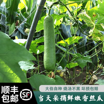 顺丰包邮农家自种丝瓜肉丝瓜新鲜 丝瓜新鲜 时令蔬菜现摘现发