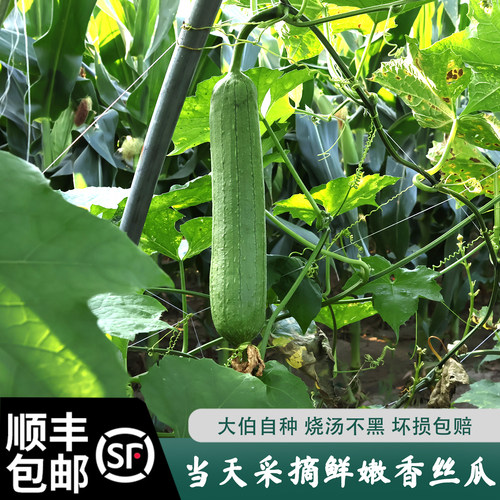 大伯农场新鲜现摘肉丝瓜