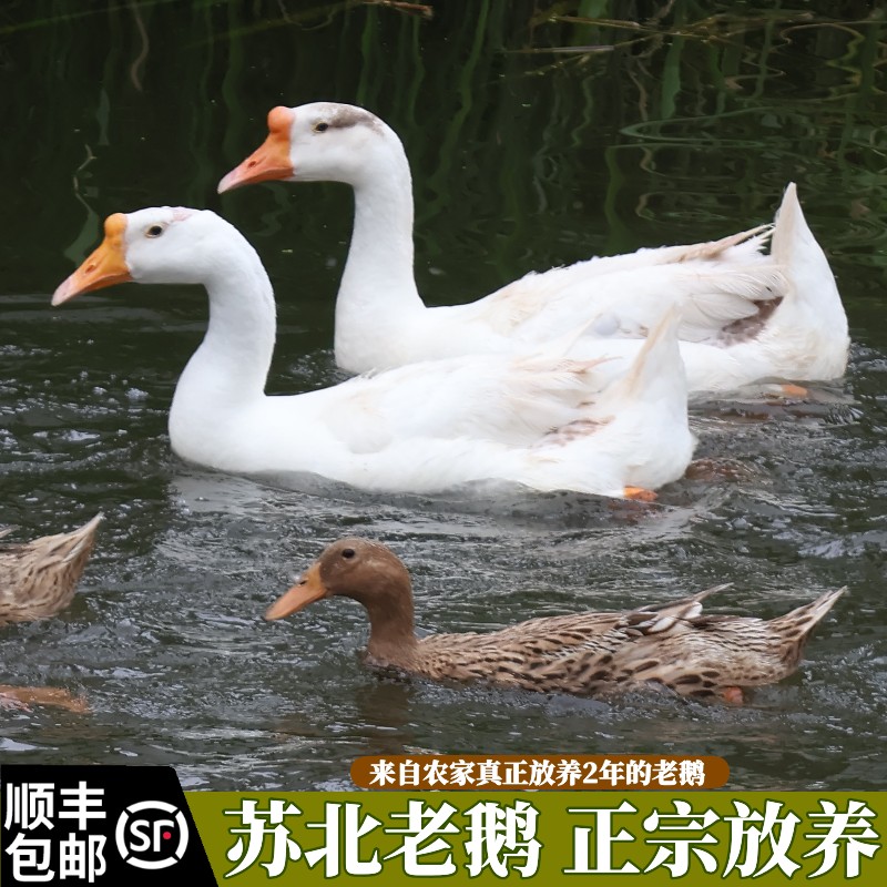 老鹅五谷自然河流放养