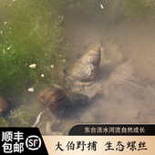 顺丰 苏北活水螺蛳东台螺蛳野捕螺蛳田螺螺蛳肉3斤2025年新鲜 包邮
