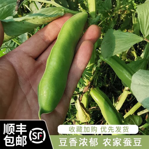 大伯农场自种自销老品种蚕豆新鲜