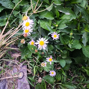 农家自采草药马兰紫菊阶前菊马兰头马兰菊新鲜现采晒干全草带根
