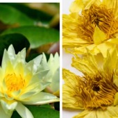 2件 真花烘干香水莲荷花5朵起干花茶大朵香水睡莲干黄莲花 包邮