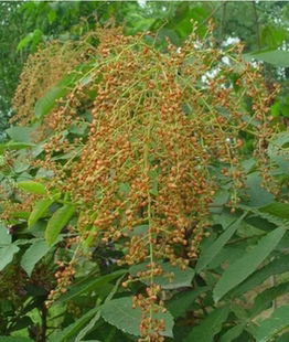 农家自采自然晒干盐肤木子籽盐肤木根盐霜柏五倍子树浦连盐叛奴柴