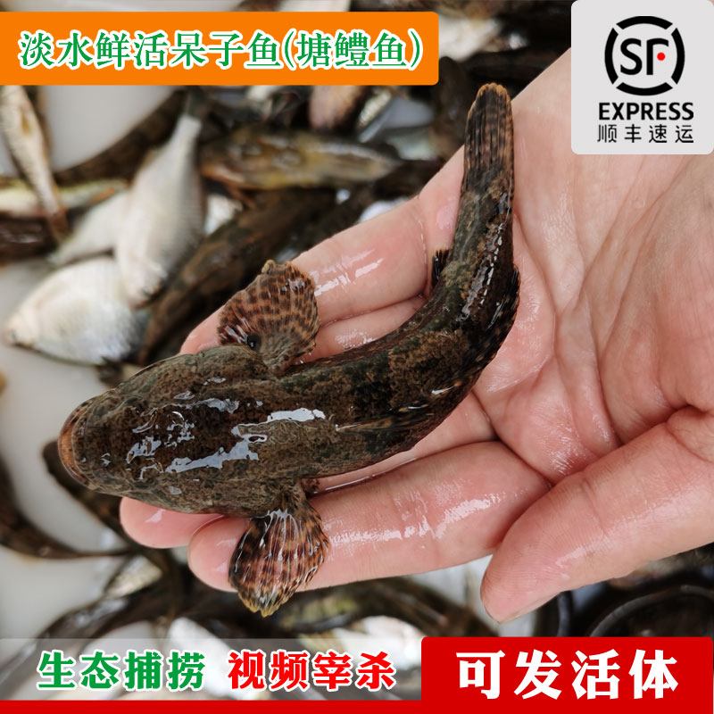 野外沙塘鳢虎头呆子鱼鲜活塘鳢鱼
