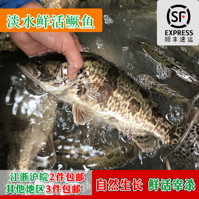 自然生长野外捕捞桂花鱼