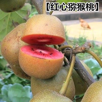 四川猕猴桃苗树果苗南北方品种植各种水果苗当年结果红心猕猴桃苗