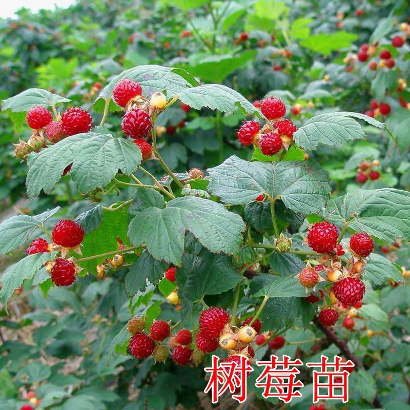 刺玛果树,刺果树,刺果树图片_大山谷图库