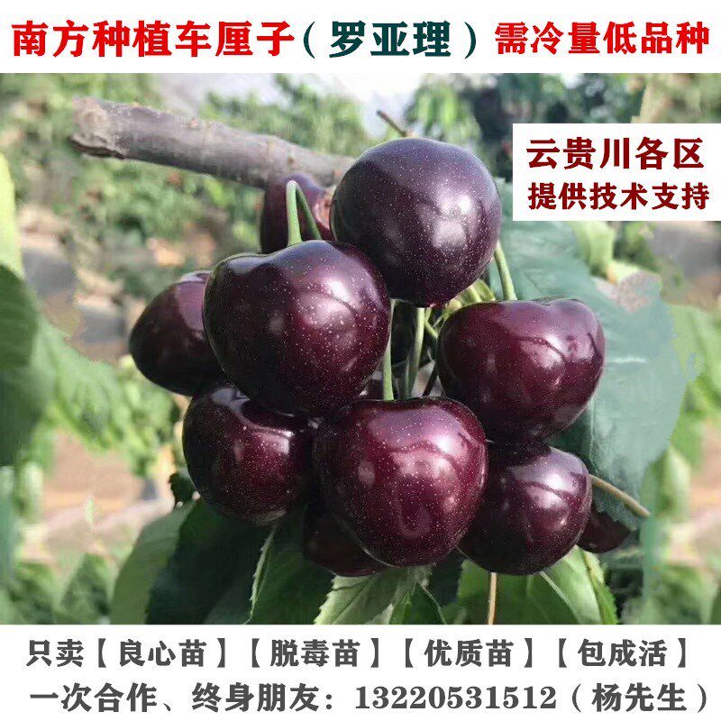 双罗亚李南方大樱桃树苗罗亚理车厘子苗云南四川贵州种植盆栽地栽