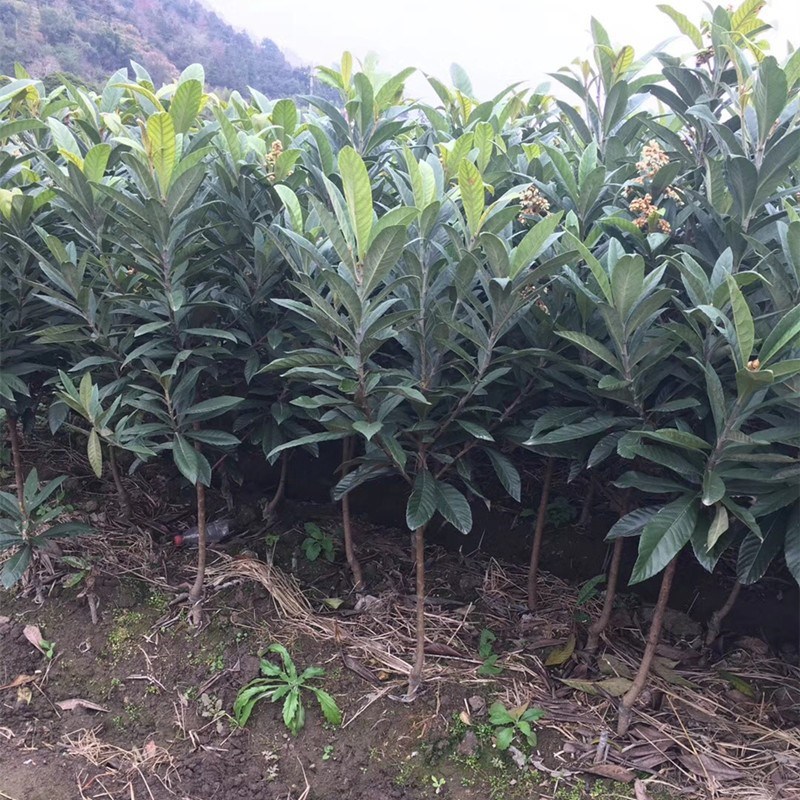枇杷苗树嫁接枇杷树果苗大五星南方北方种植盆栽地栽果树当年结果