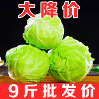 现摘新鲜包菜卷心菜圆白菜绿甘蓝莲花白蔬菜沙拉包邮农家自种